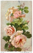(Roses blanches)