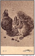 A. Dürer. Eichhörchen (London)