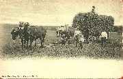 Attelages de chevaux avec charrette de foin dans un champ