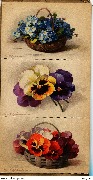 Fleurs de France. Etudes de Klein 12 cartes à colorier Album 1 