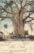 Congo Belge Baobab à Boma