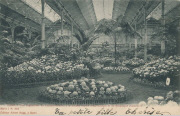 Gand. Une exposition de Chrysanthèmes, à la Société royale d'Horticulture et de Botanique (Casino)