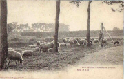 Moutons au paturage
