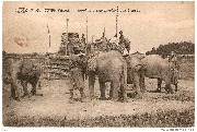 Congo Belge. Eléphants transportant des briques