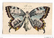 Anvers à vol de papillon