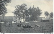 (Paysages des Ardennes. - Virton / 3 vaches avant plan)