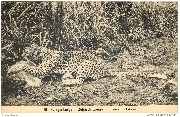 Congo Belge . Belgisch Congo Léopard. Luipaard