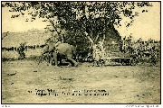 Congo Belge . Belgisch Congo  Api Eléphant trainant un chariot.Olifanten, een kar voorltrekkend