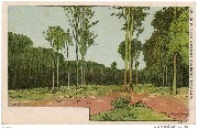 Forêt de Soignes (Boitsfort?)
