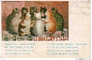 De Beukelaer's Cacao. Les chats témoins préparent la rencontre