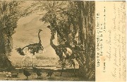 Exposition de Liège 1905. Industrie de la Plume Diorama 3. Autruches dans le désert