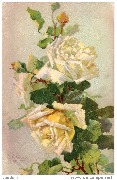 (Roses blanches)