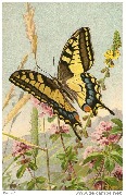 Le Machaon (Papilio Machaon)