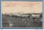 Concours régional agricole 1907 13/22juillet Le concours des taureaux De Prijskamp der stieren