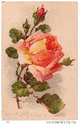 (Rose rose)