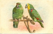 Deux perroquets verts sur un perchoir