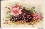 Von Blüte zur Frucht (raisins)