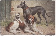 Dogue, Saint-Bernard et terrier écossais
