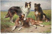 3 chiens collies