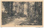Forêt de Soignes -Vallon de la Sourdine