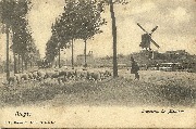 Bruges, Troupeau de Moutons - Font Arabesque - Greytones