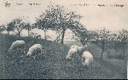 Knocke - Au Village. Sur le Côteau - Moutons au Paturage