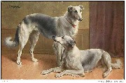 2 lévriers Persian Greyhound