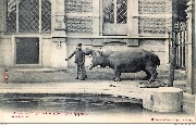 Anvers. Au jardin zoologique. Un Hippopotame