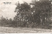 Heide-Calmpthout In de bosschen