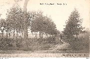 Heide-Calmpthout. Boschzichtje