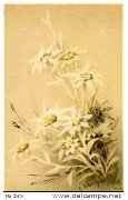 Nobles fleurs (Edelweiss)