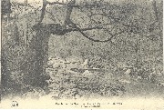 Environs de Spa - La Vallée de la Hoëgne, Le Chêne rustique